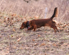 Dachshund Association of Long Island