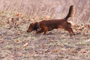 Dachshund Association of Long Island
