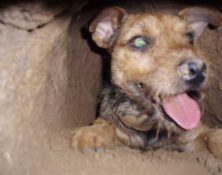 Border Terrier Club of the Redwoods, Nov 11, 2018