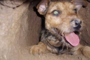 Border Terrier Club of the Redwoods, Nov 11, 2018