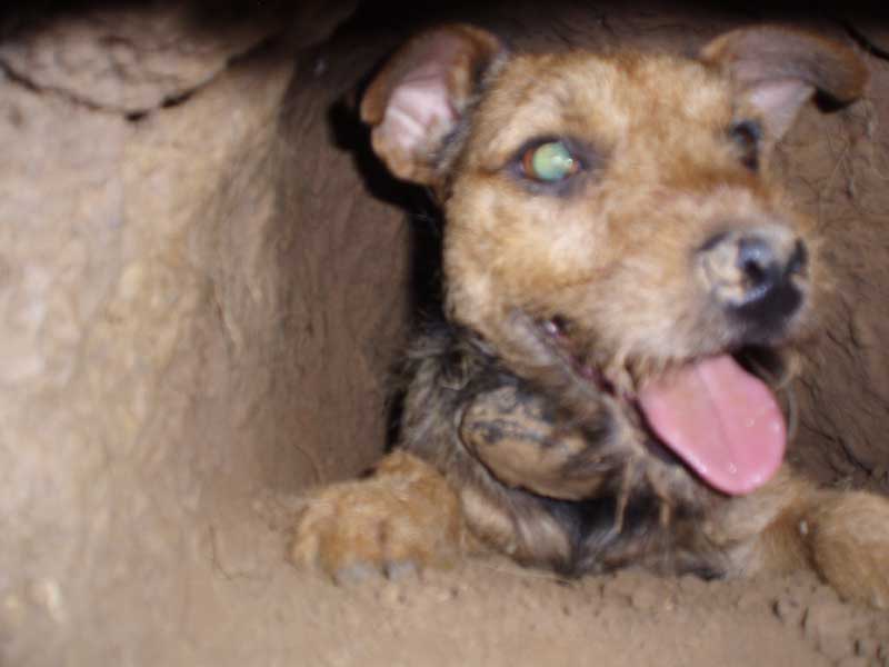 Border Terrier Club of the Redwoods, Nov 11, 2018