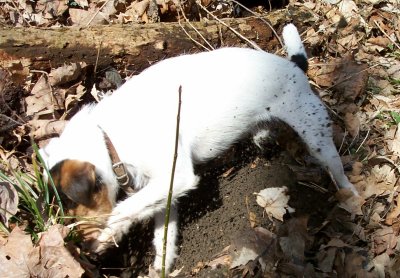 New England Terrier Club – Oct 20, 2018