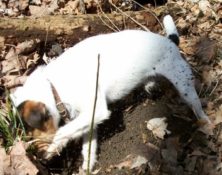 New England Terrier Club Trial