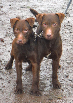 AWTA Working Dogs