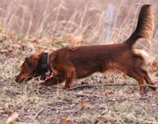 Dachshund Assoc of Long Island Trial
