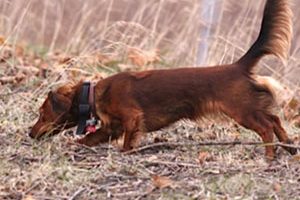 Dachshund Assoc of Long Island Trial